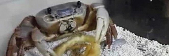 RealCockyRoach's profile banner image