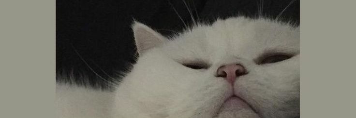 copcopiiii's profile banner image