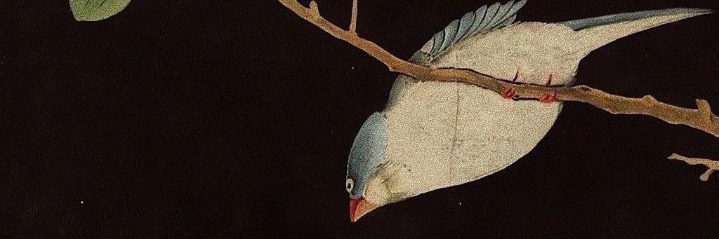carulati's profile banner image