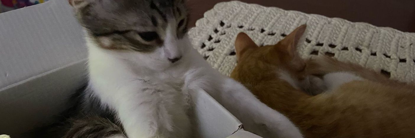 tabatbruce_'s profile banner image