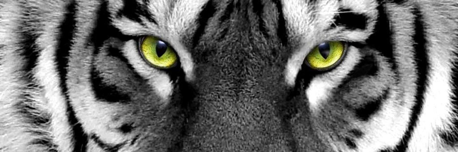 indrisbrt's profile banner image