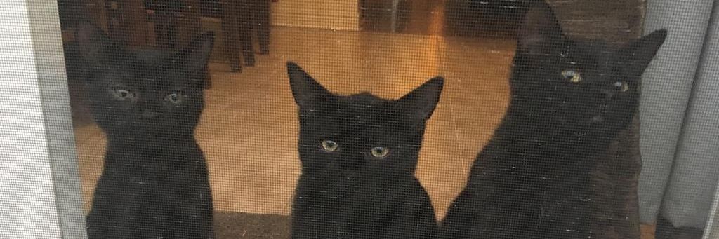 lenicoledechat's profile banner image