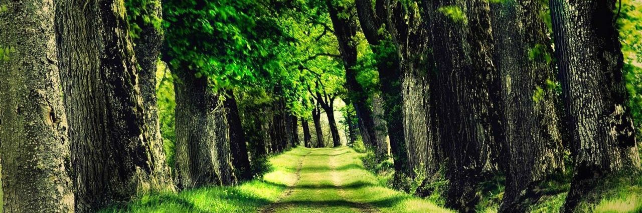 forest_capital's profile banner image