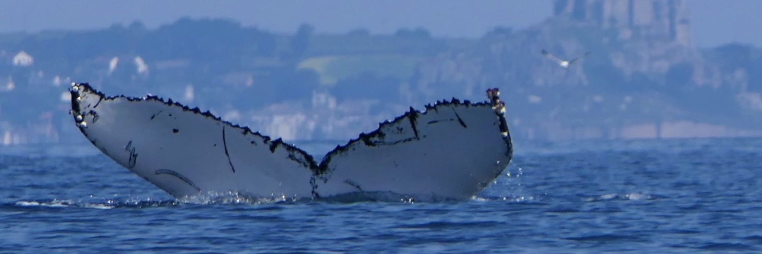 TheLoneKayaker banner