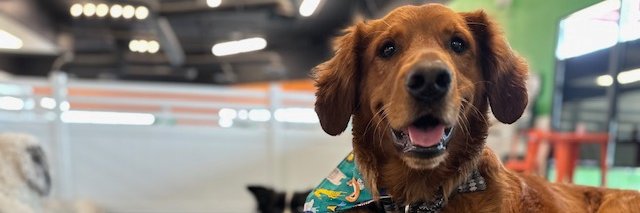 Tunisha Singleton Ph.D. banner