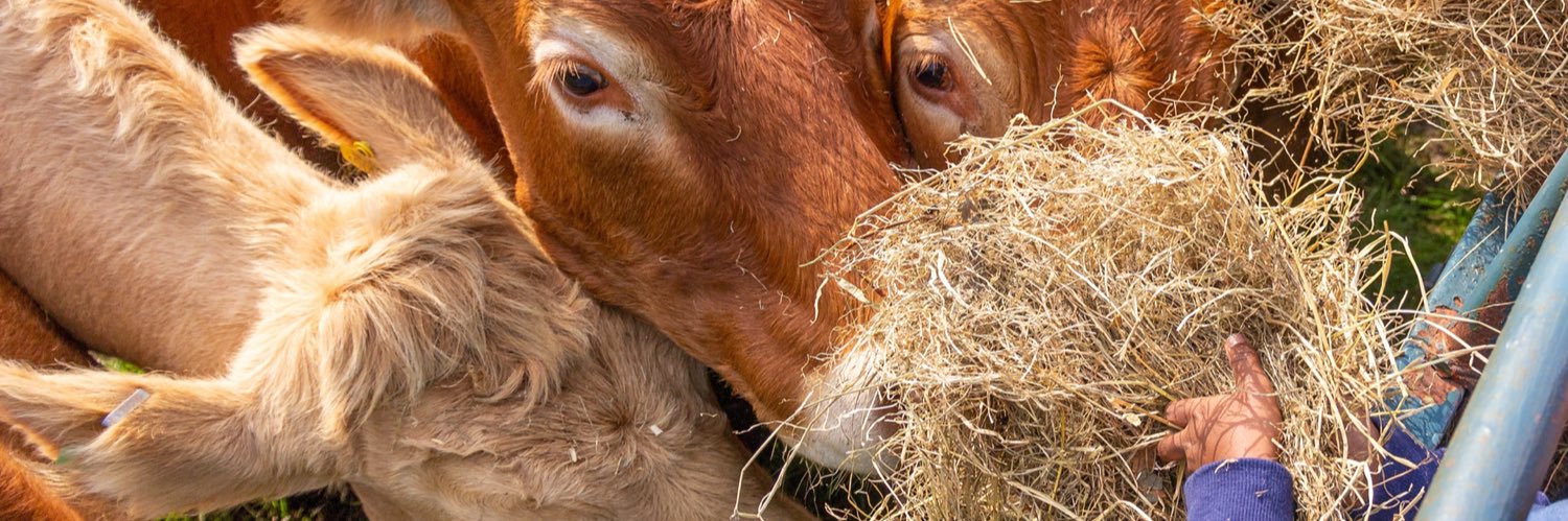 Ruminant Health & Welfare's banner