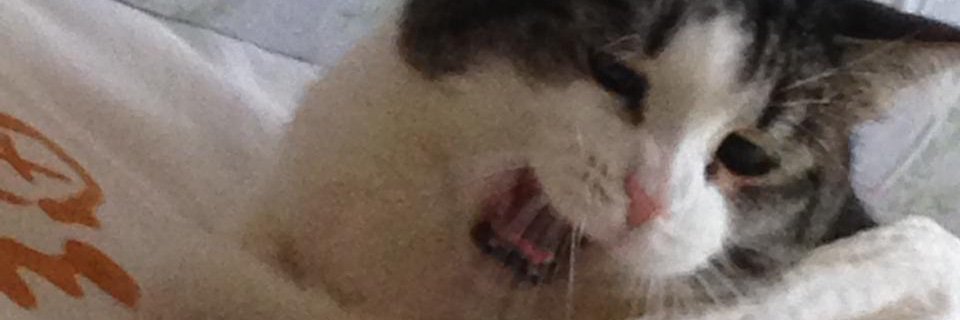 LittleRuruM's profile banner image