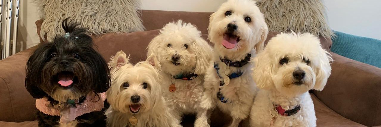 Dogsandhugs_'s profile banner image