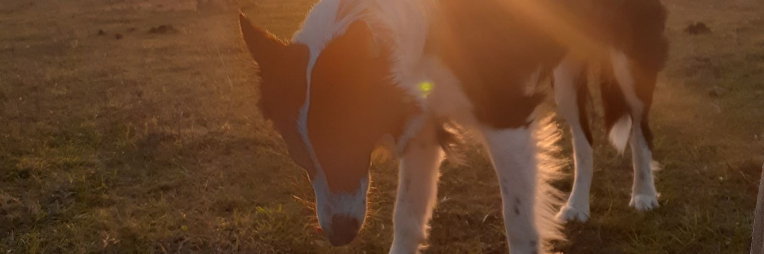 DemerlierMilena's profile banner image
