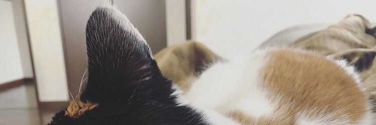 mimicojp's profile banner image