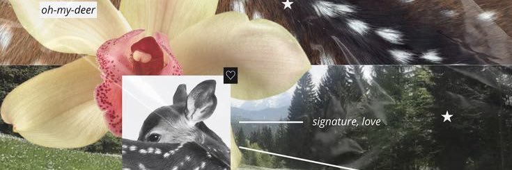 roseufelt's profile banner image
