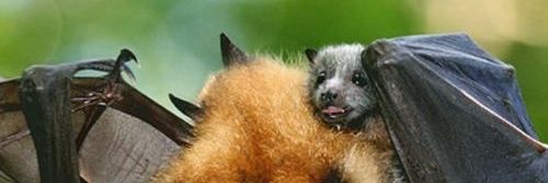 Bats Nightly 🇵🇸 banner