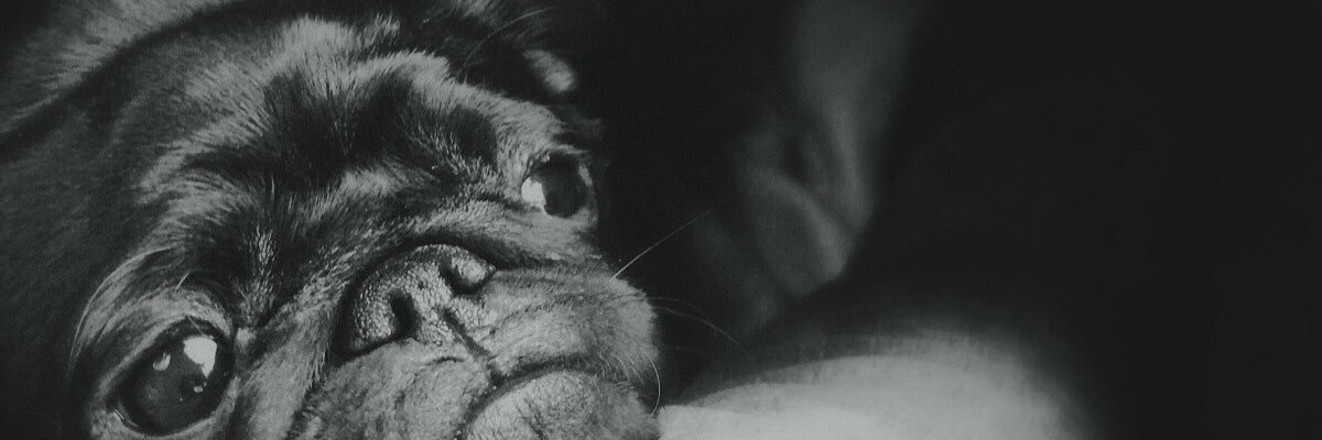 Luna_Pug's profile banner image