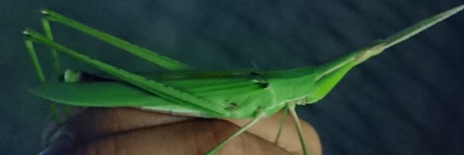 wasuke0megabass's profile banner image