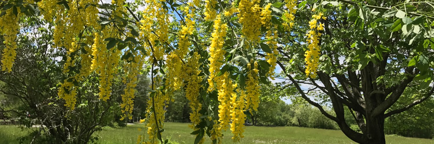 ButterFlyEffected14 banner