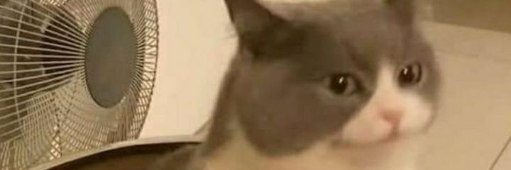 Frankk banner