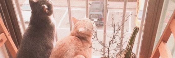 DcvineAvery's profile banner image