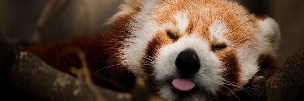 Lore - Resident Gay Peanut banner