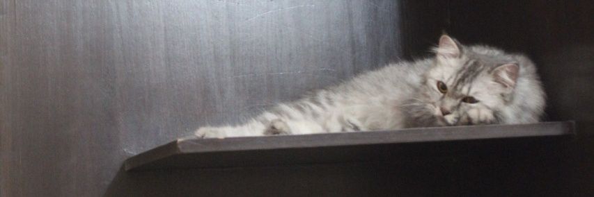 LeMeShrewd's profile banner image
