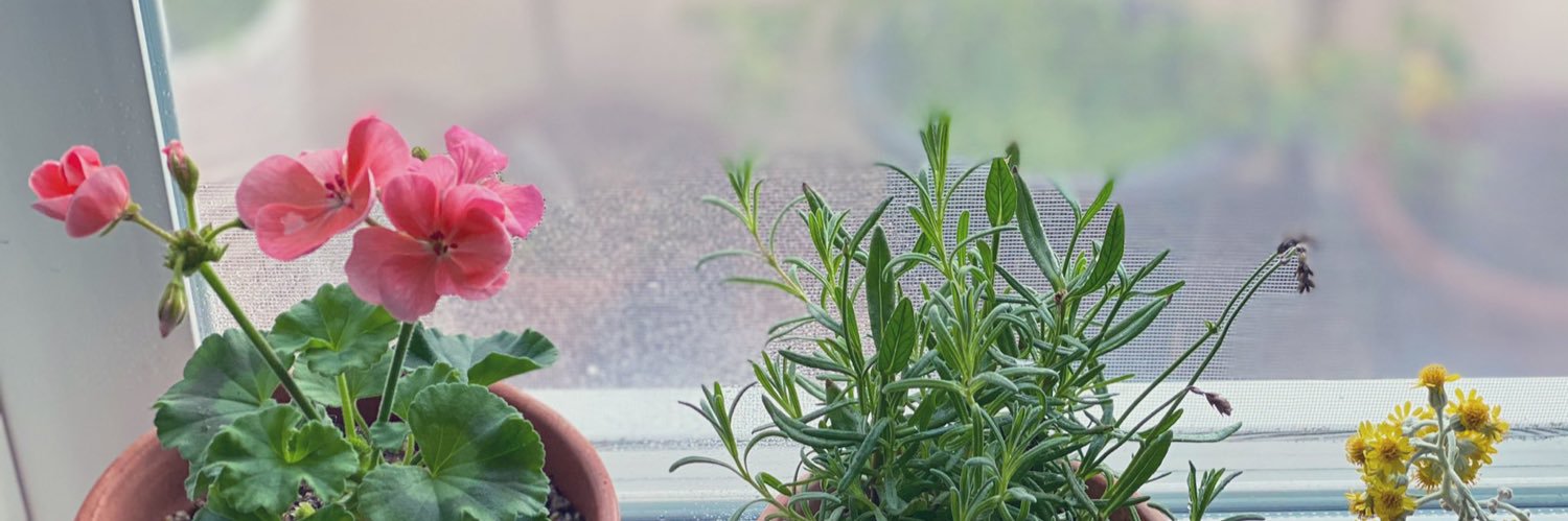 lalacocom's profile banner image