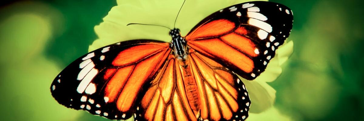 keshabwilliams's profile banner image