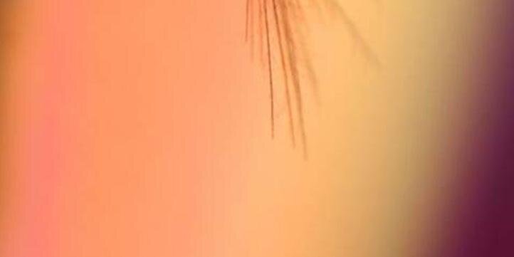 Taraneh banner