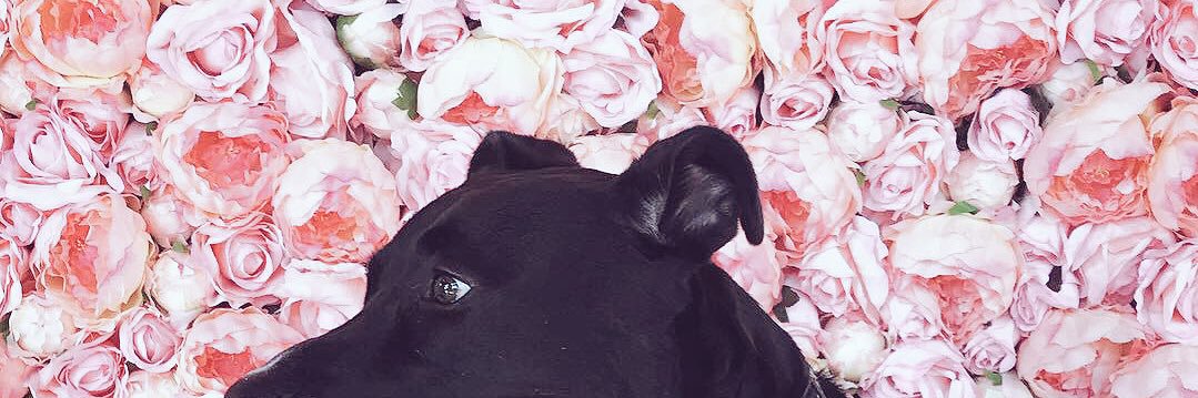 misscorum3's profile banner image