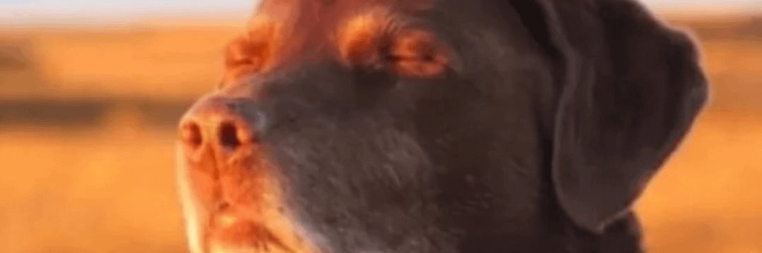 Lulasu1's profile banner image