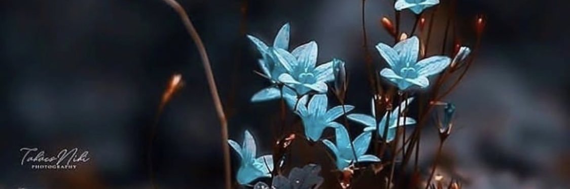 Amlifestyles's profile banner image