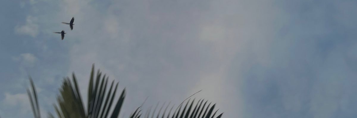 csjimee's profile banner image