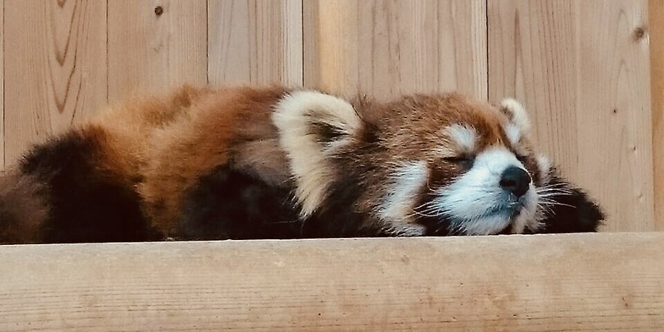 raco_aiko's profile banner image