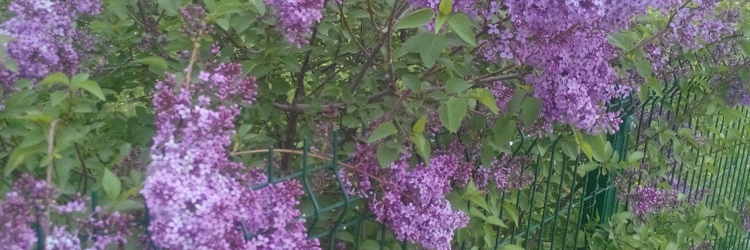 SelimbasBuyuk3's profile banner image