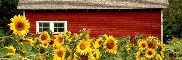 LieselGreer Profile Banner