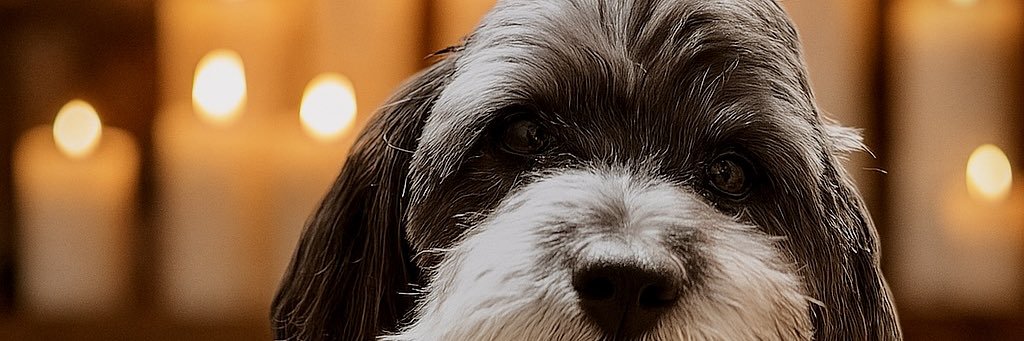 silhfire's profile banner image