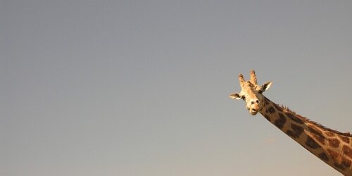 oken008's profile banner image