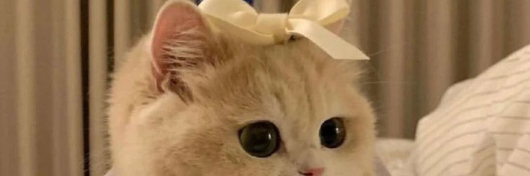 puungh_'s profile banner image