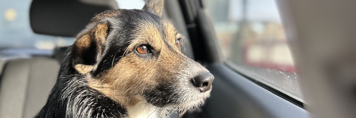 ChantellePug's profile banner image