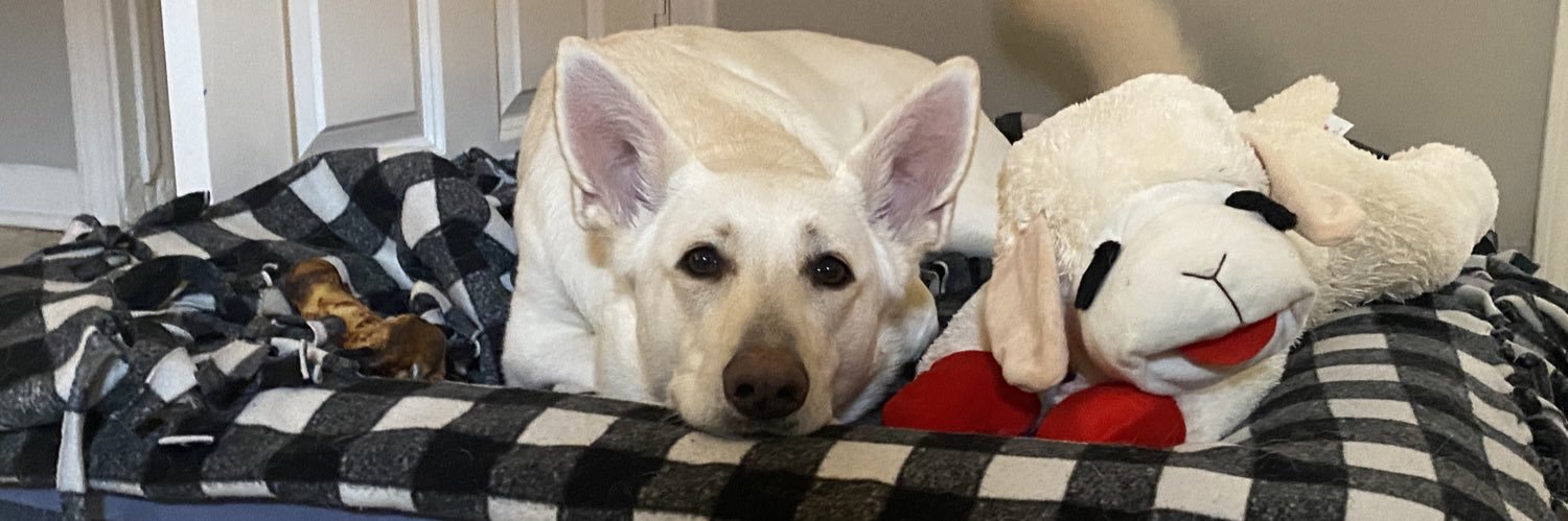 Avery Springer banner