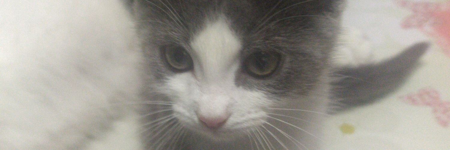 __RADD's profile banner image