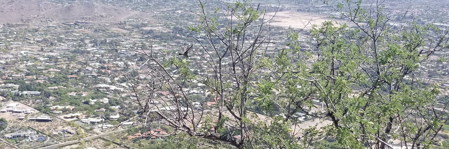 Jollof Monster banner