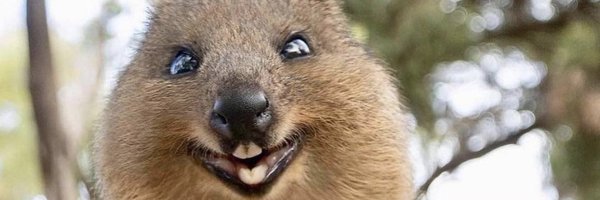 peldanyos Profile Banner