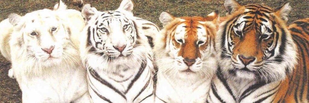 Özgün Jagdtiger banner