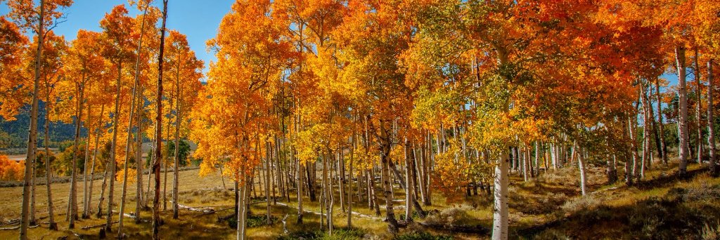 Mich Uyttersprot 🇧🇪 🇺🇸 banner