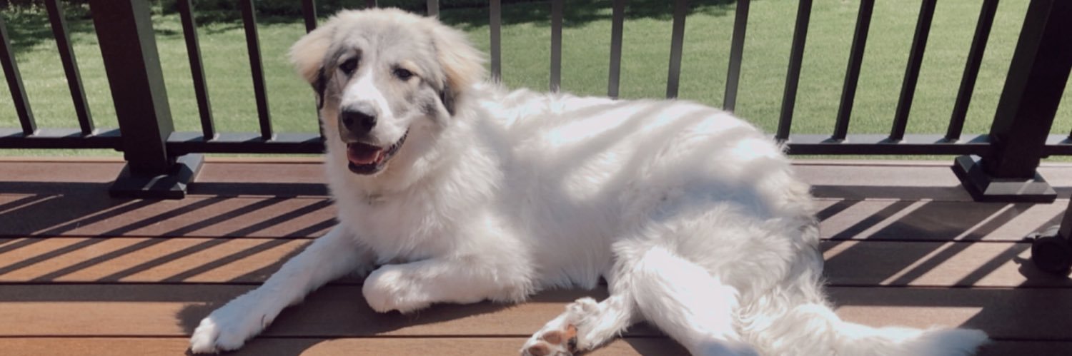 emmashaffer97's profile banner image