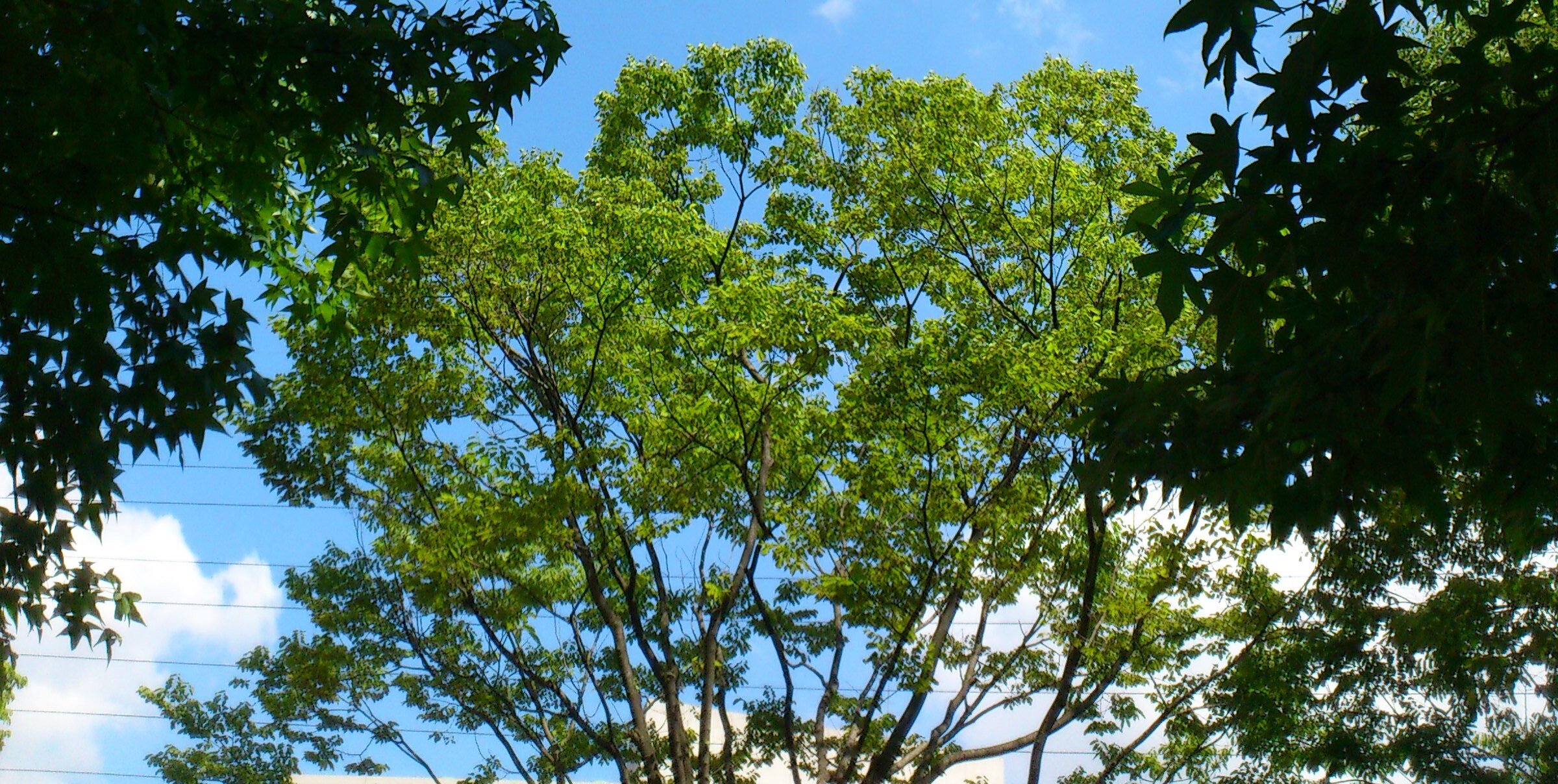 来栖 banner