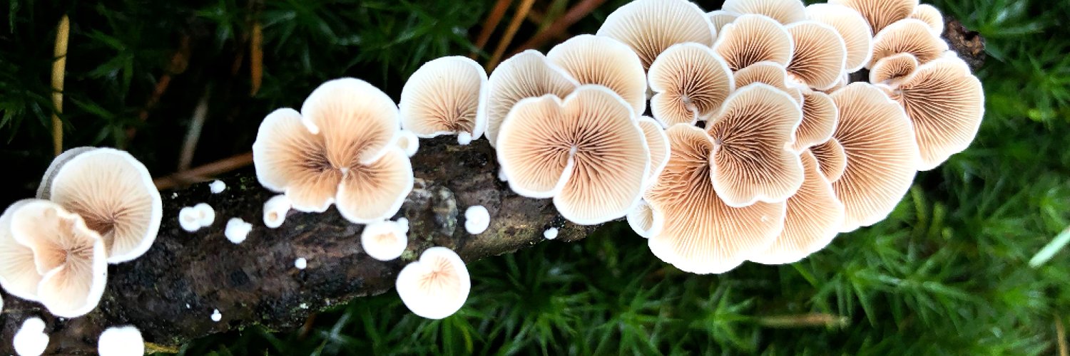 Frontiers in Fungal Biology banner