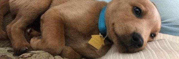 Gordito_Perrito Profile Banner
