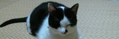 tailtension's profile banner image