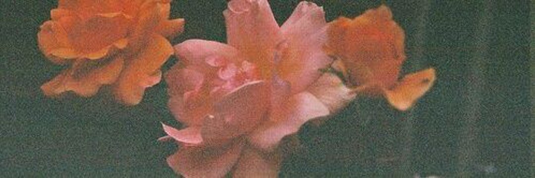AngieTorci's profile banner image