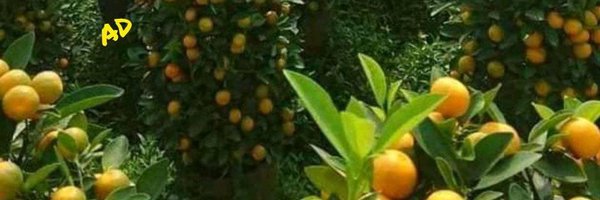 OrangersFarm Profile Banner